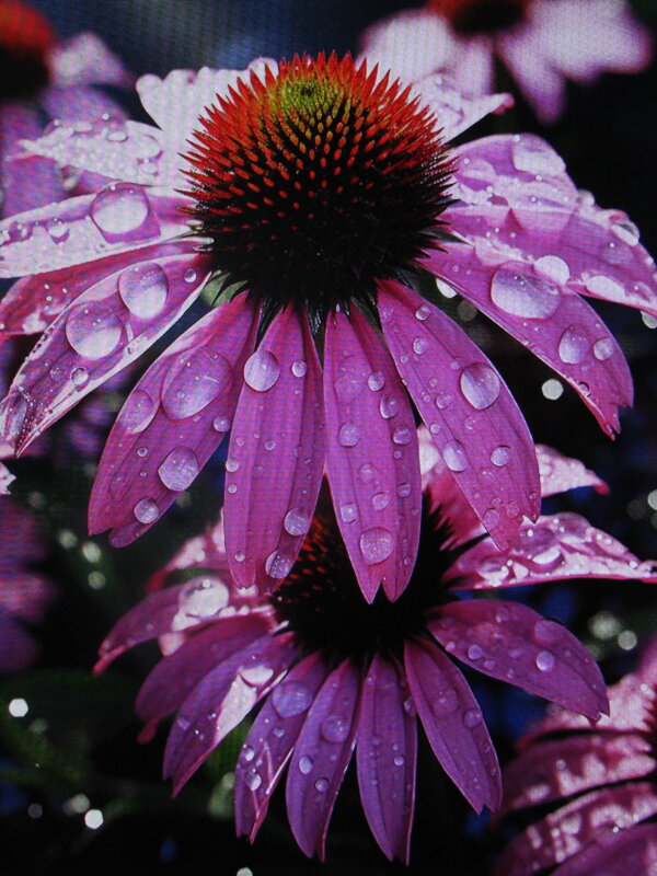 После дождя - Людмила Смородинская