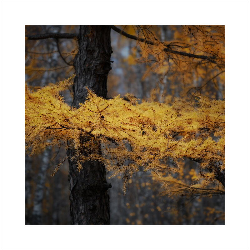 * - Александр Иванов