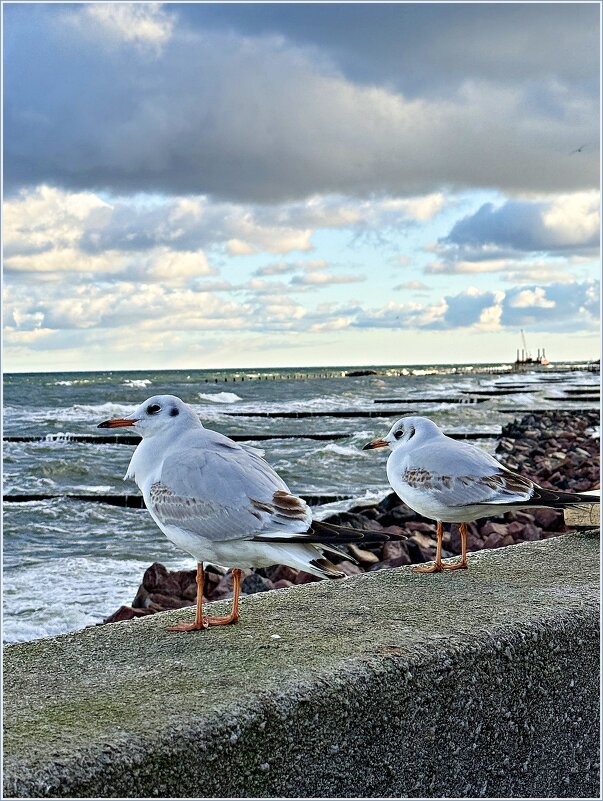Чайки. - Валерия Комова Чайки. - Валерия Комова