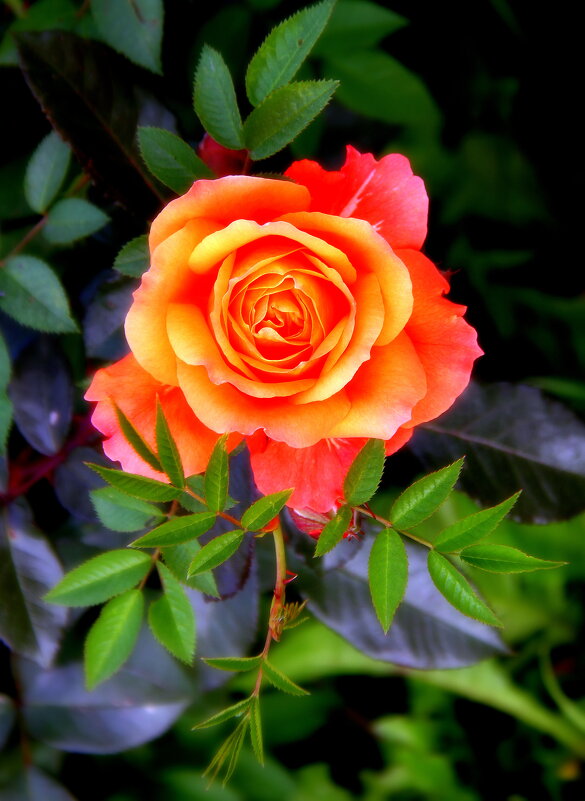 ** - Vlad Сергиевич ** - Vlad Сергиевич