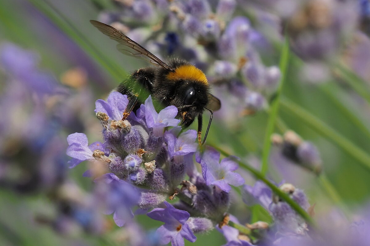 Лето - Евгений Седов