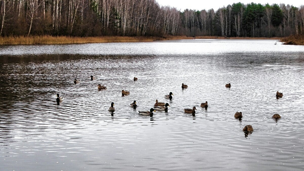 Утки на озере. - Милешкин Владимир Алексеевич Утки на озере. - Милешкин Владимир Алексеевич