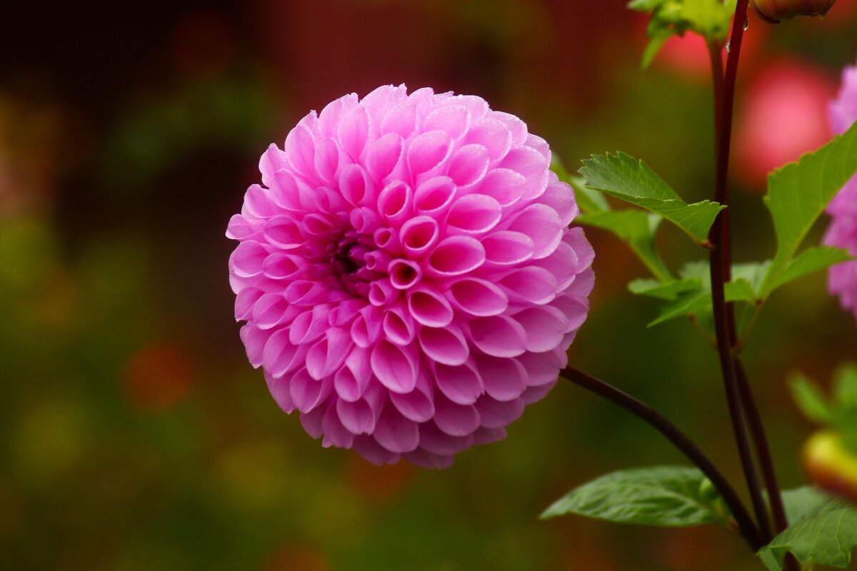 Доброе утро - Юрий. Шмаков