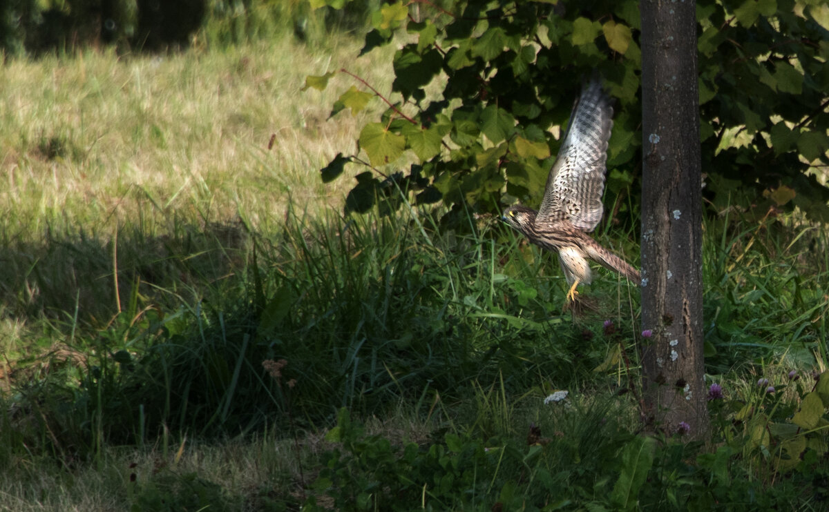 Пустельга. - Владимир Безбородов