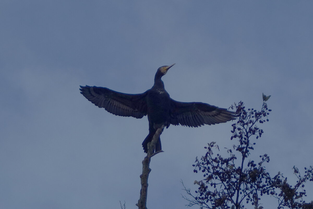 Баклан в городе - Рита Симонова Баклан в городе - Рита Симонова