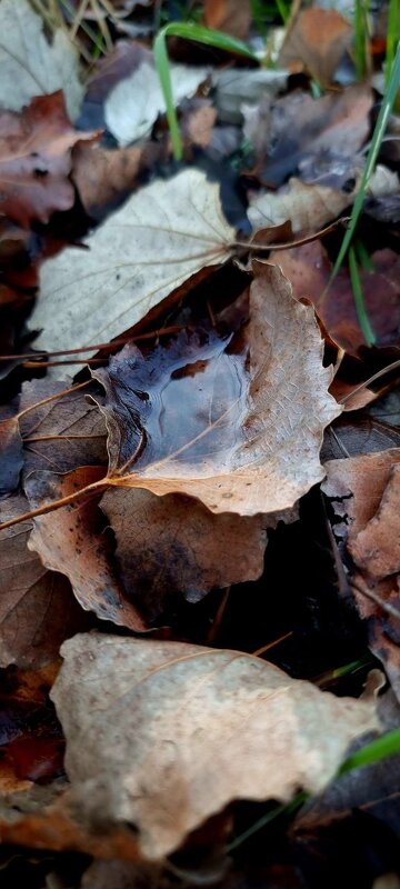 Вода в листве - Екатерина Леш
