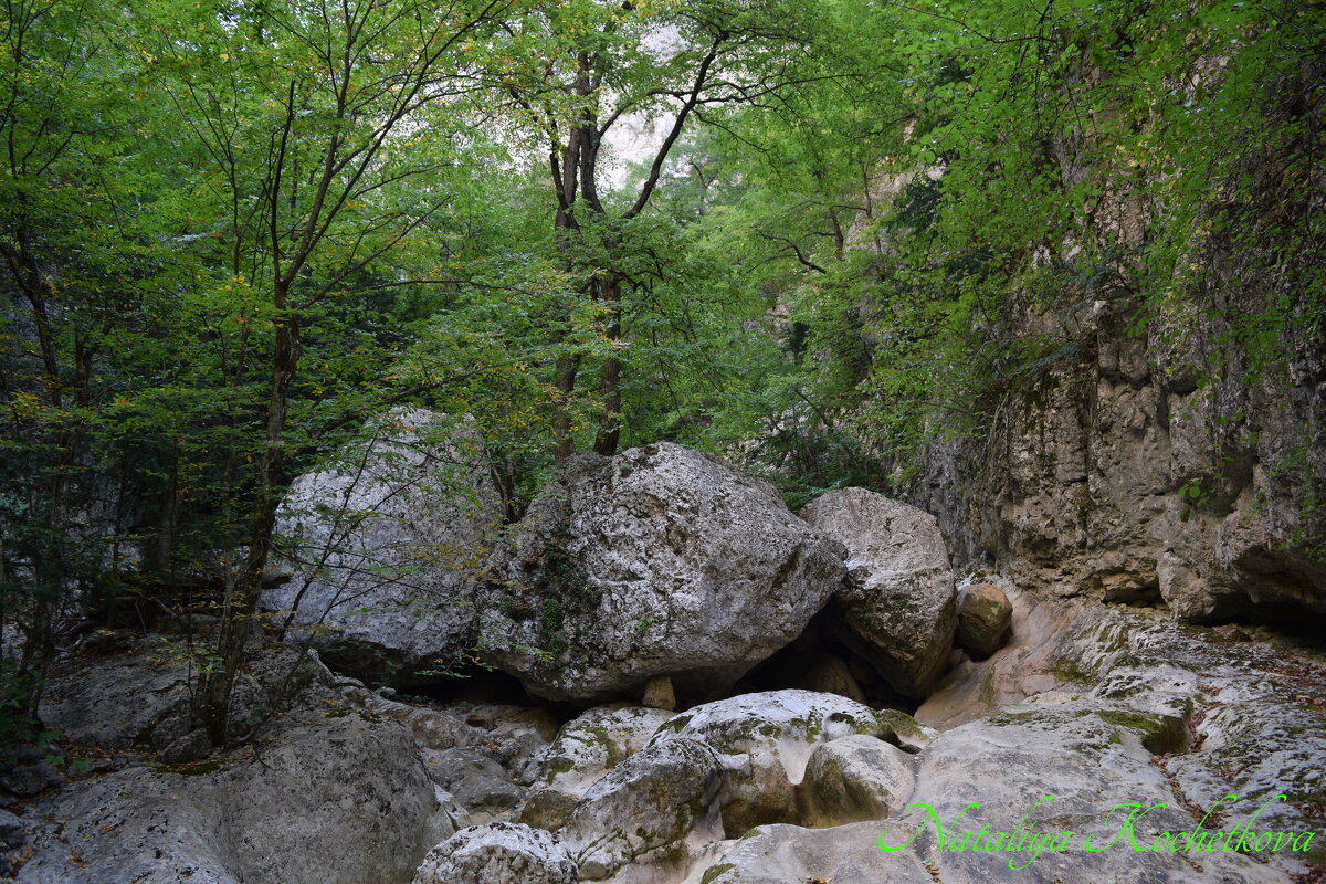 Природа Крыма - Amazing Cosmea