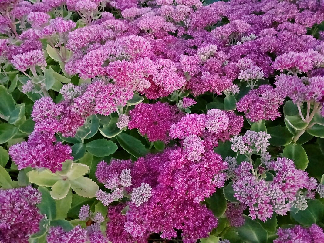 Цветущий октябрь. - Лия ☼