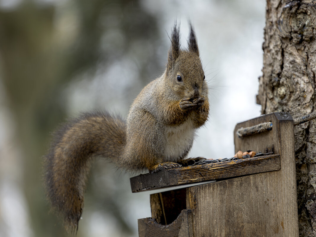 *** - Николай Климович *** - Николай Климович