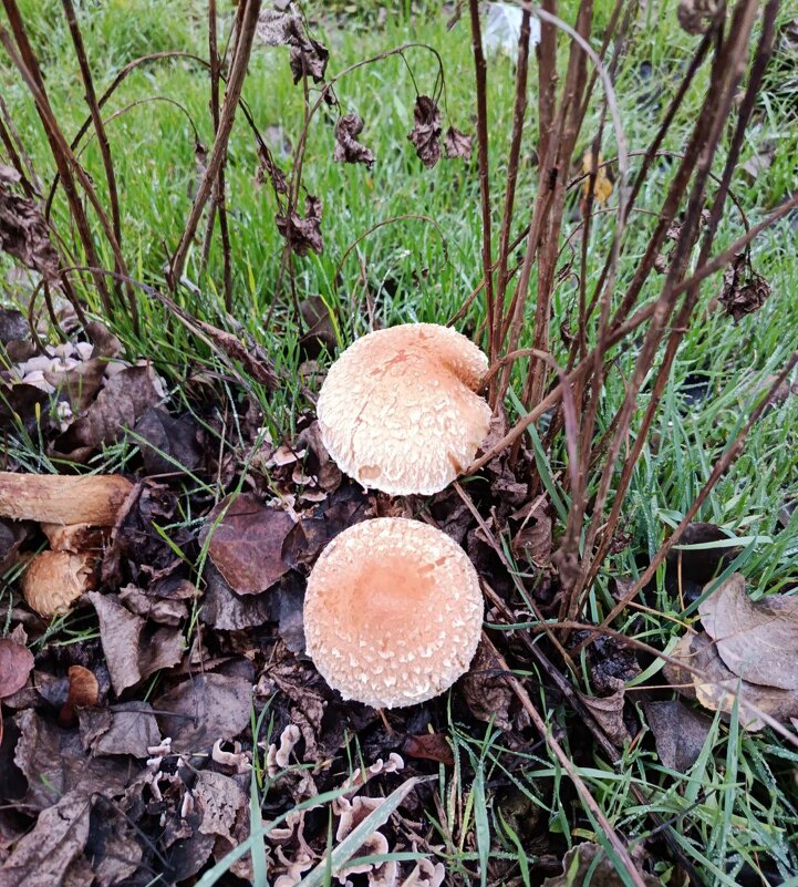 Ноябрь месяц на исходе а у нас грибы в природе... - Нина Акарцева 