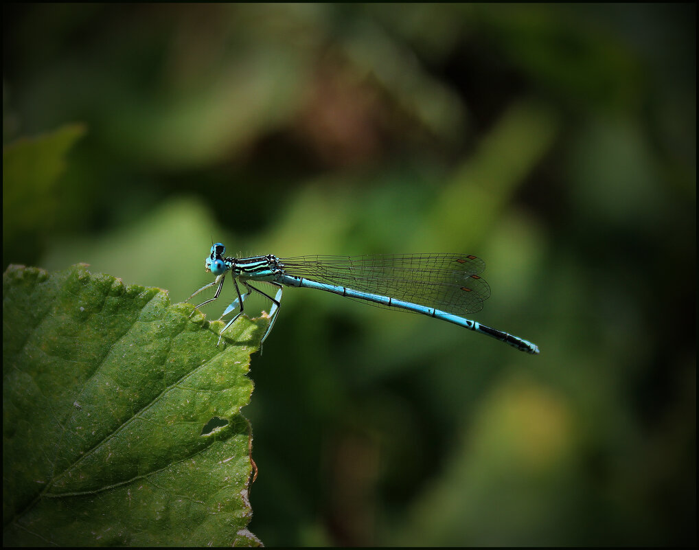 Зинчик. - Александр 