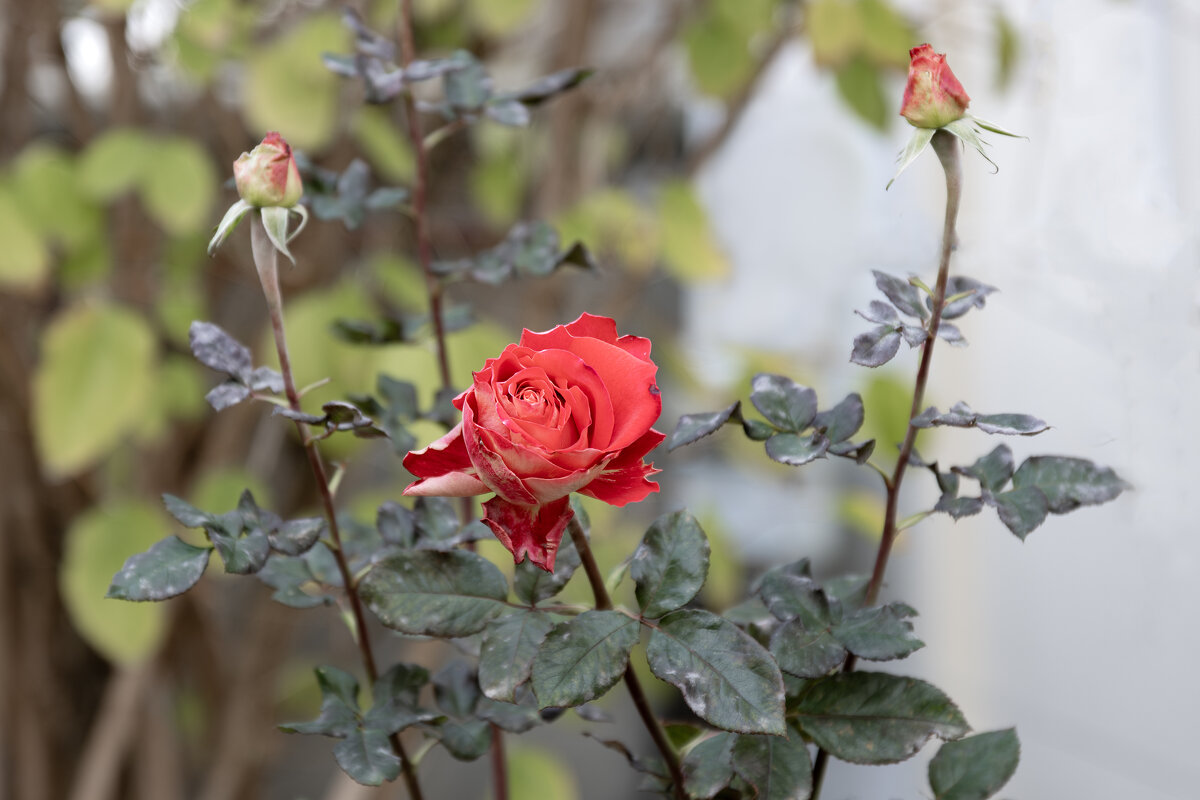 Страдания по теплу - Валерий Басыров