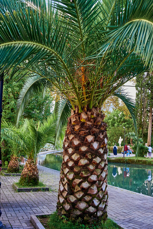 Пальмы - Александр Леонов