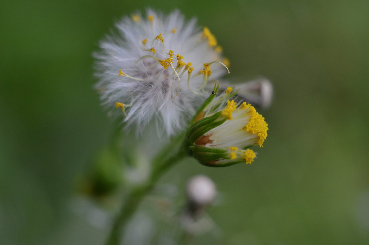 крестовник обыкновенный - Надежда Куркина 
