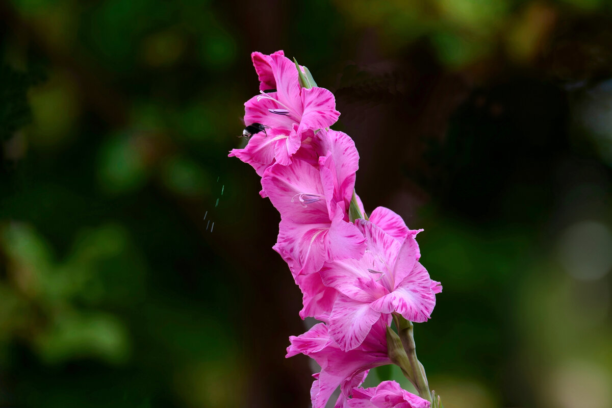 Третье сентября - Николай Соколухин