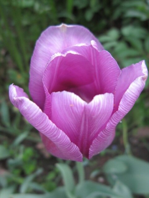 Красивый цветок - Дмитрий Никитин