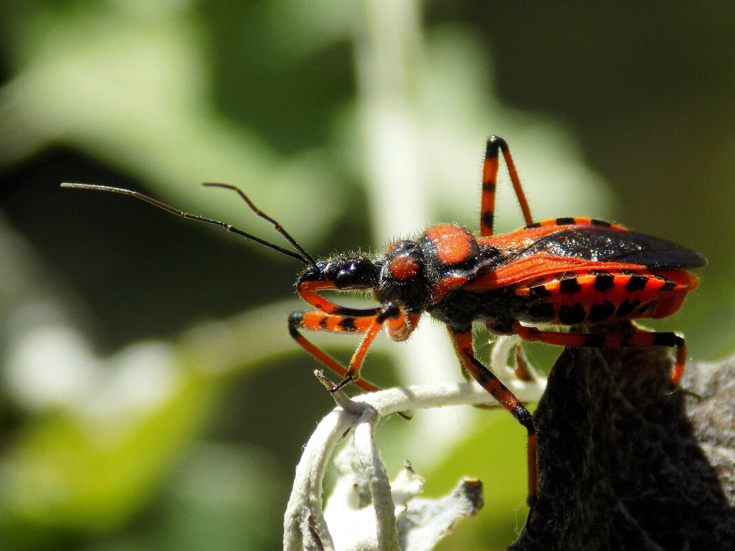 Клоп-хищнец - Константин Штарк