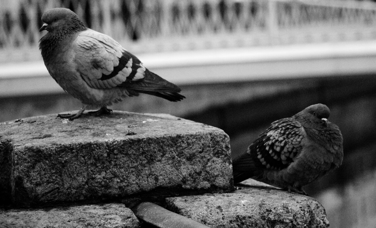 *** - Наталья Герасимова