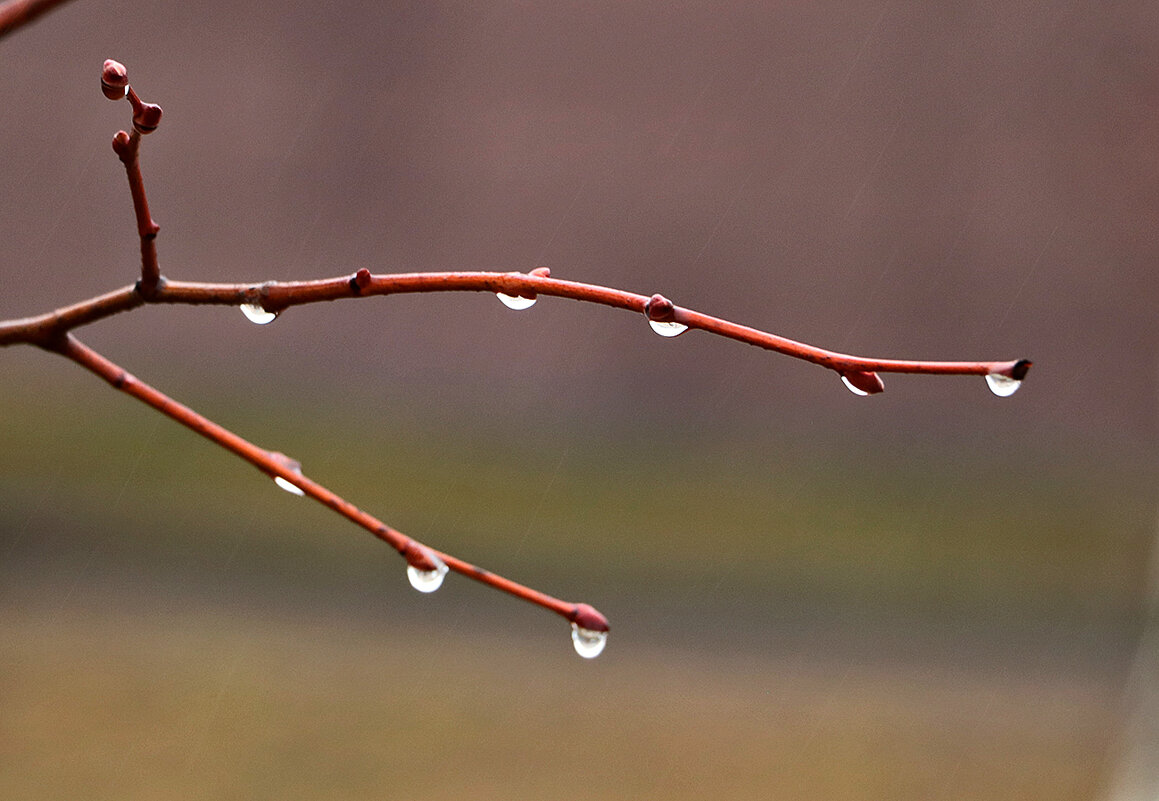 Кап-кап-кап... - Светлана 