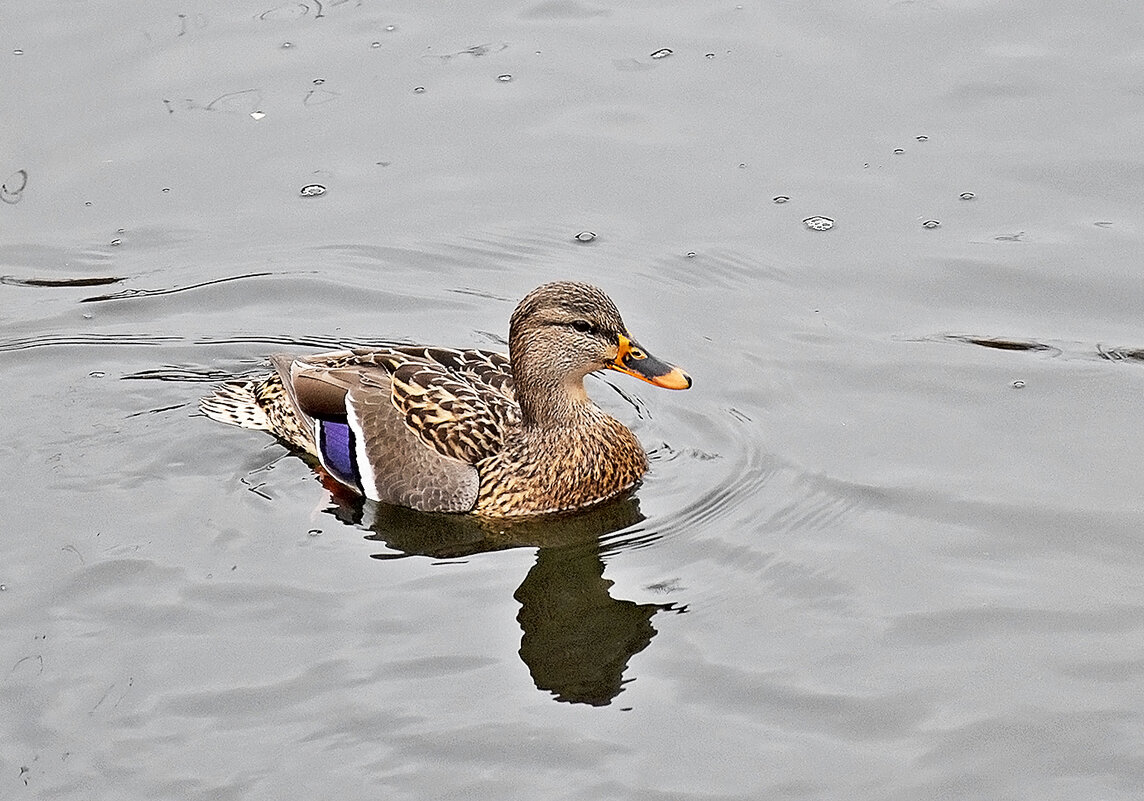 Плыла по речке уточка! - Валентина Нефёдова Плыла по речке уточка! - Валентина Нефёдова