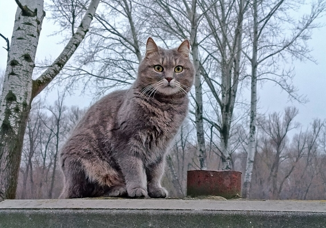 Наблюдатель! - Валентина  Нефёдова 