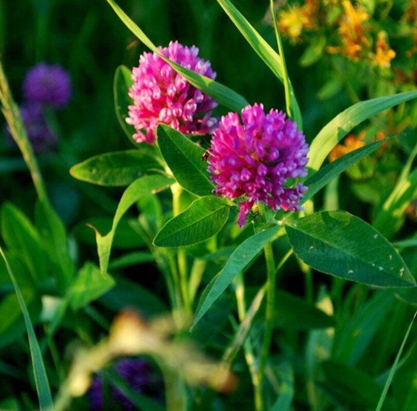 Вспомним лето - Вера (makivera)