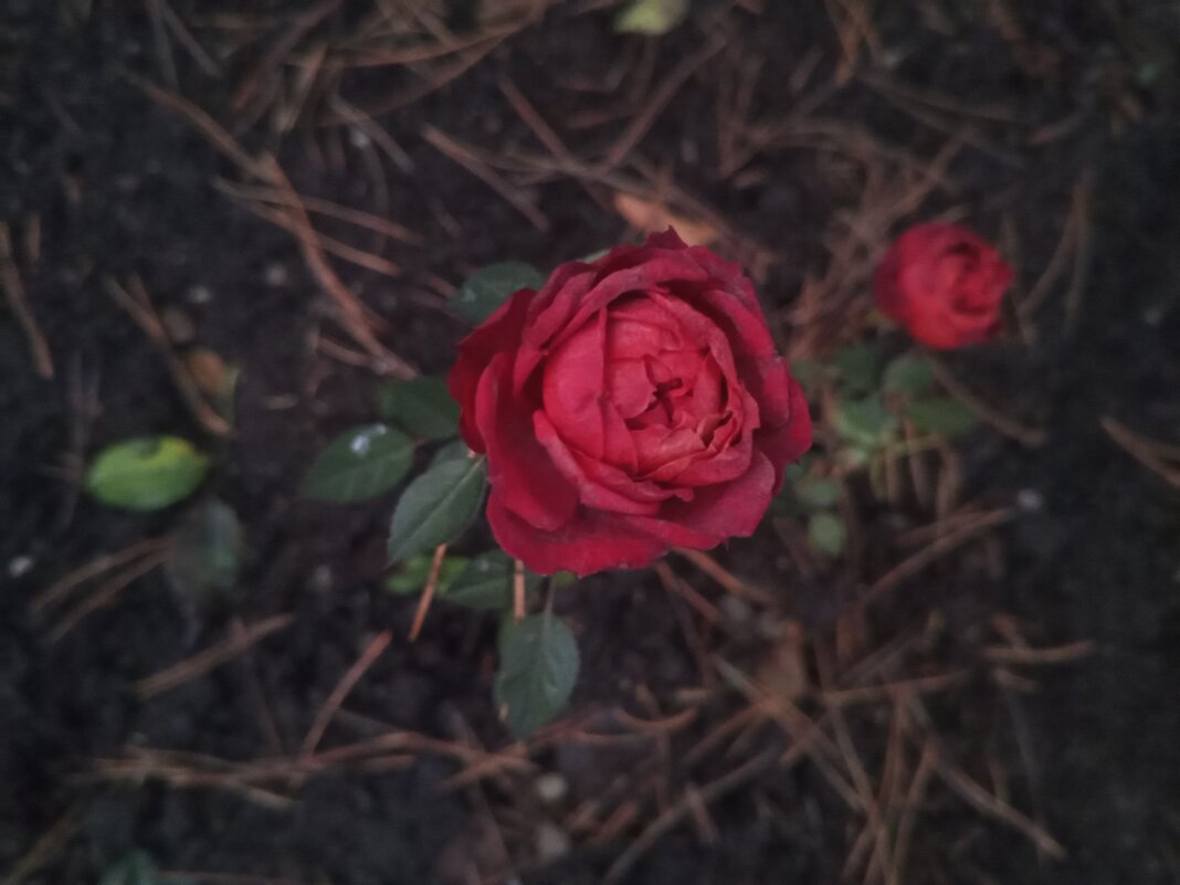 Роза - Сапсан 