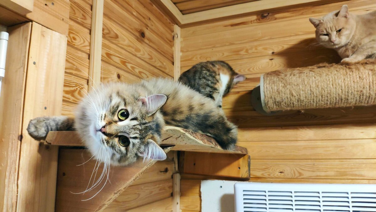 а мечтают о добрых ручках - Любовь 