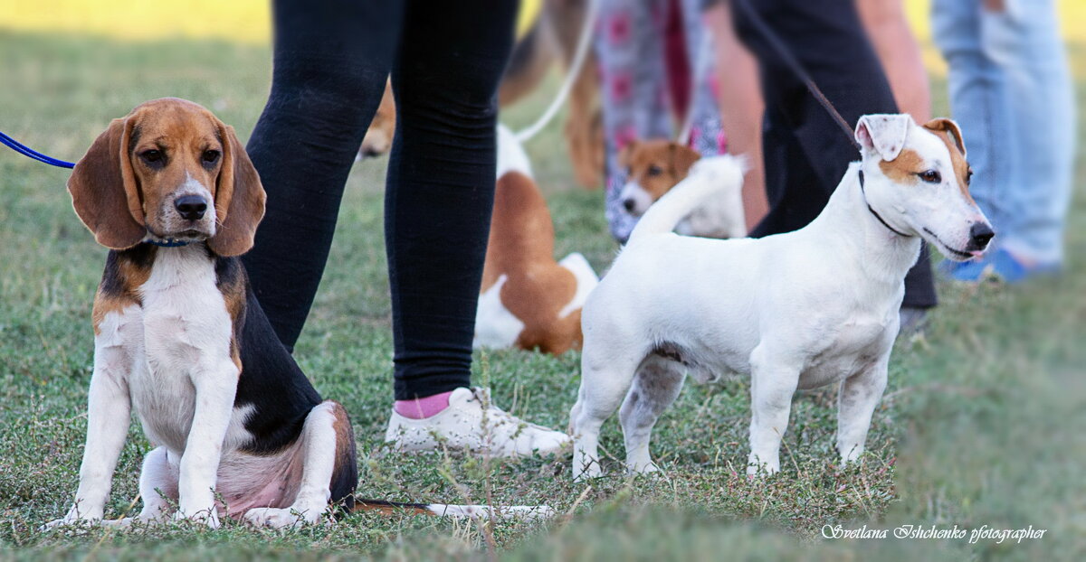 Бигль и джек-рассел-терьер - Светлана Ищенко