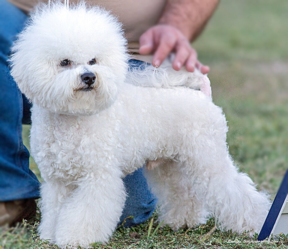 Бишон фризе (французская балонка) - Светлана Ищенко Бишон фризе (французская балонка) - Светлана Ищенко