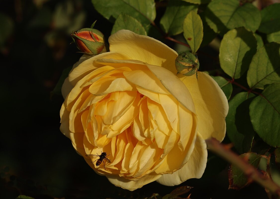 Красок в ленту - Светлана Тихонина