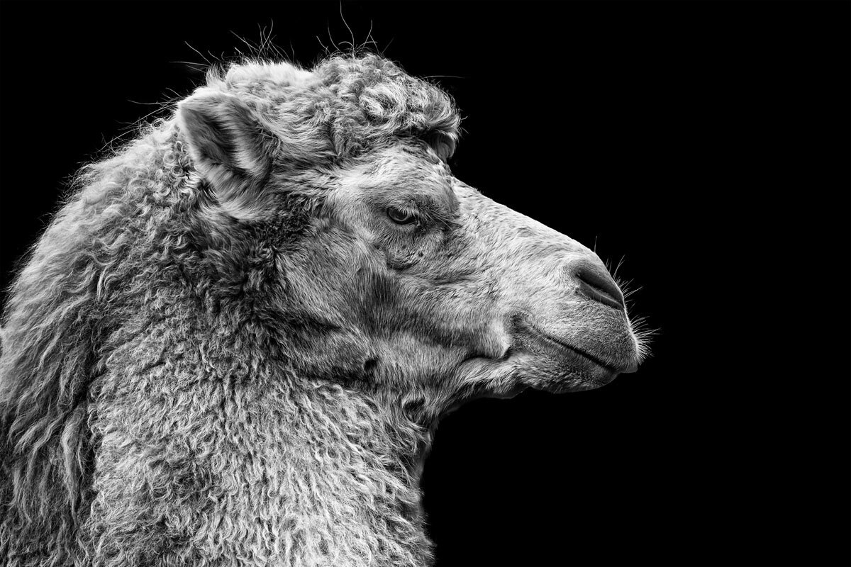 Верблюд - SanSan 