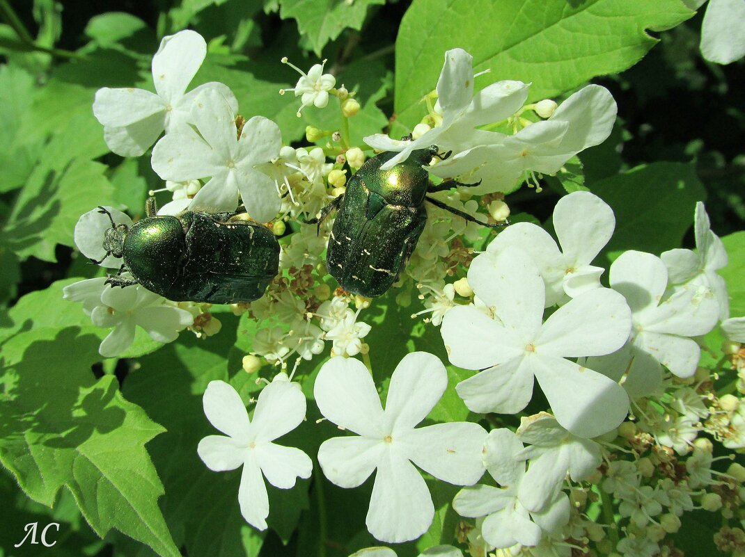 Бронзовки на калине - Любовь Сахарова