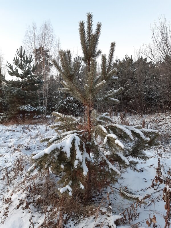 В ноябре рассветы дня - Галина Минчук В ноябре рассветы дня - Галина Минчук