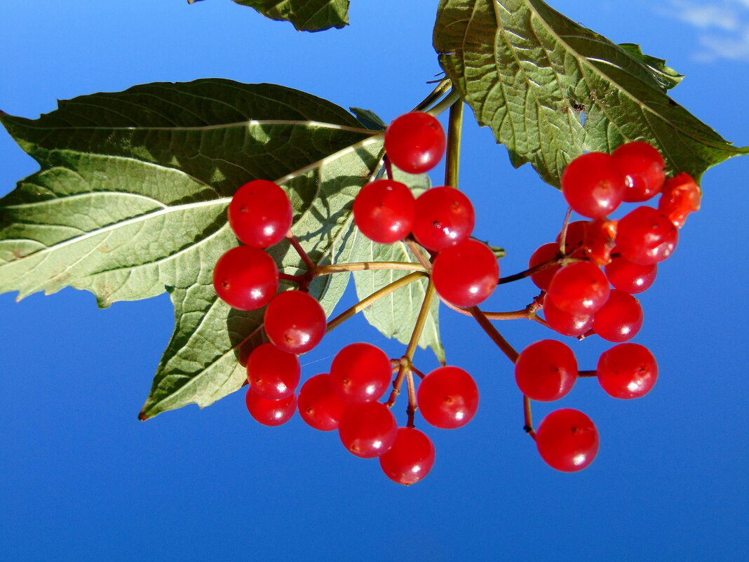 Красная калина.. - nadyasilyuk Вознюк