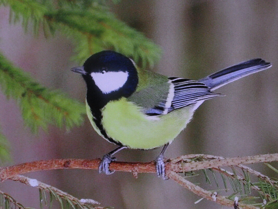 Ждёт угощения - Людмила Смородинская Ждёт угощения - Людмила Смородинская