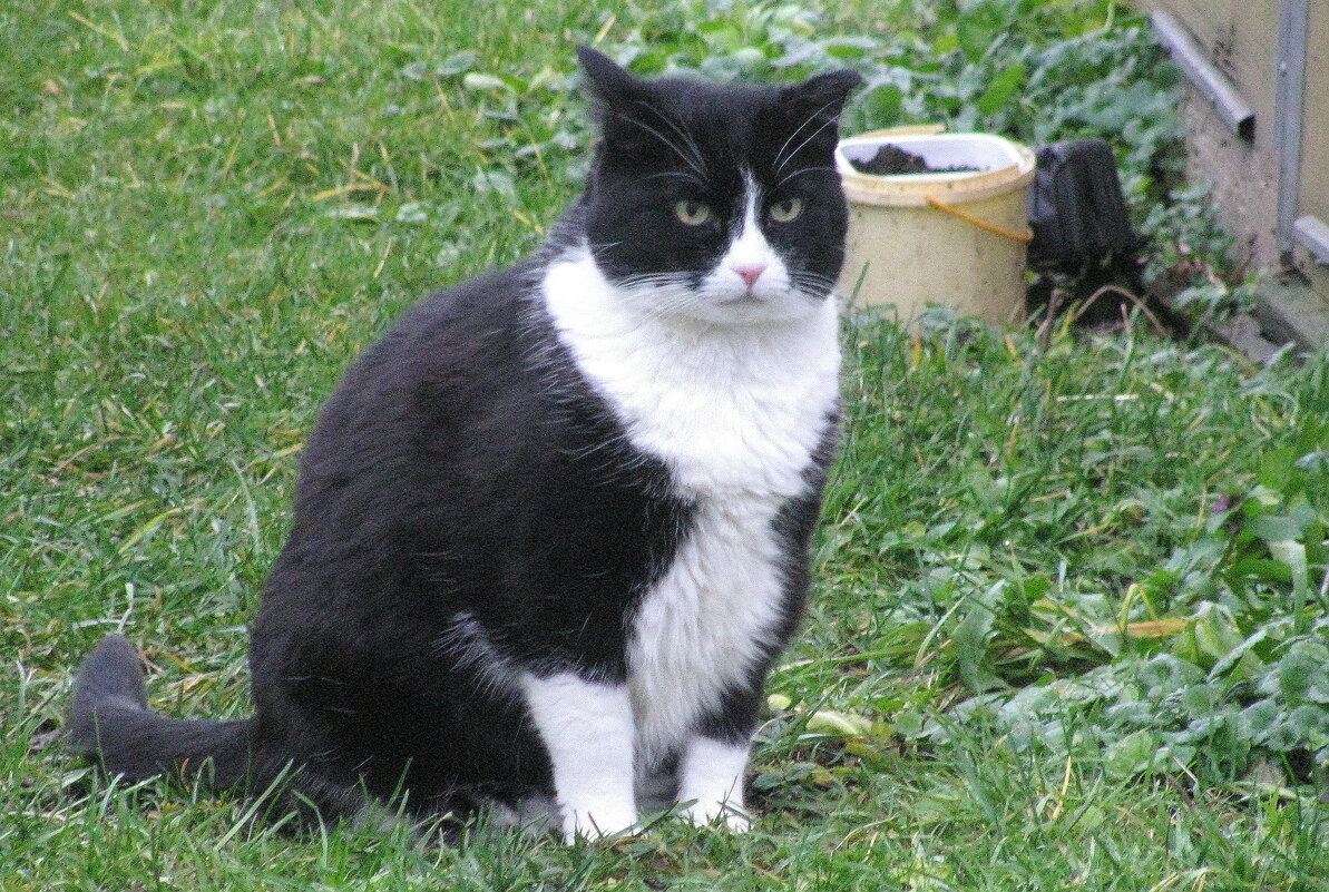 Охранник сада - Людмила Смородинская