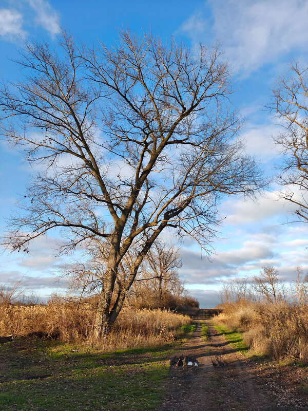 Серое дерево. Дорога ждет мороза. Декабрь без сна. - Валерий Ткаченко