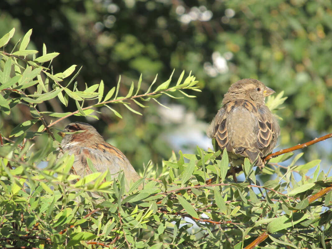 посиделки - Елена Шаламова посиделки - Елена Шаламова