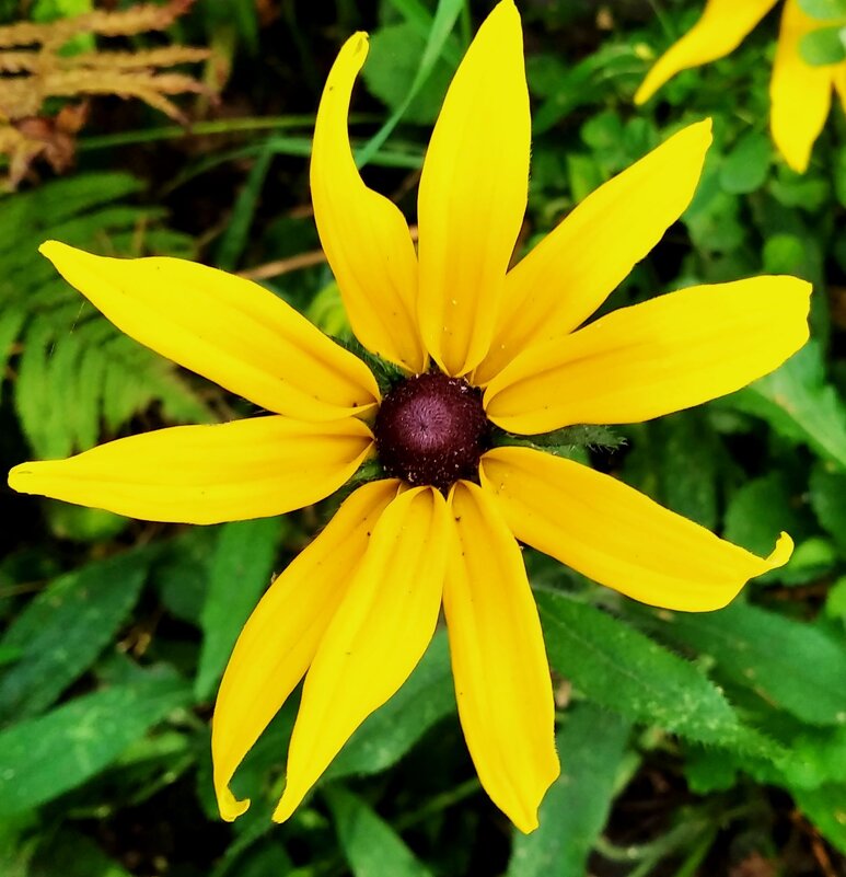 Летний - Елена Семигина