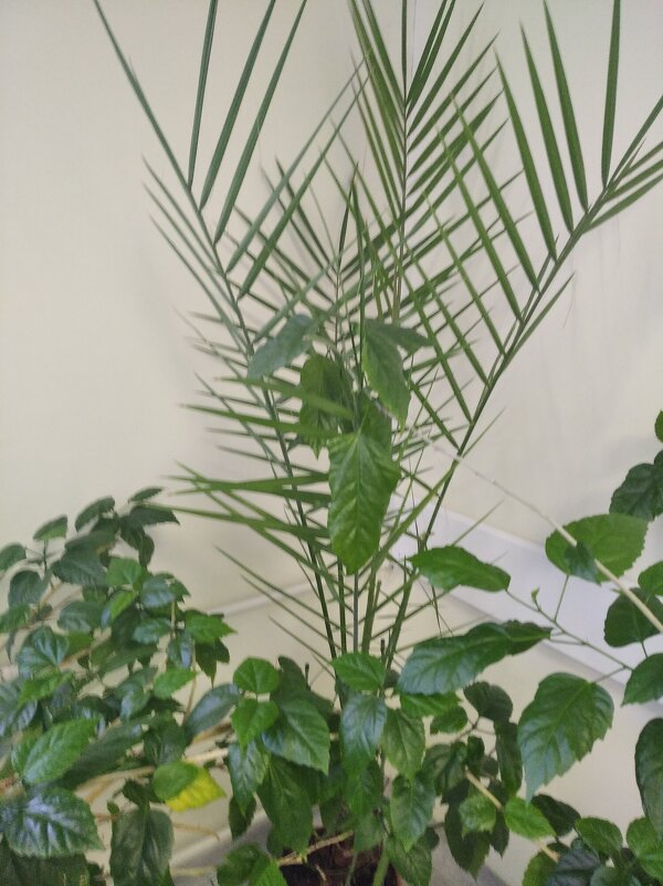 **** - Елена Семигина