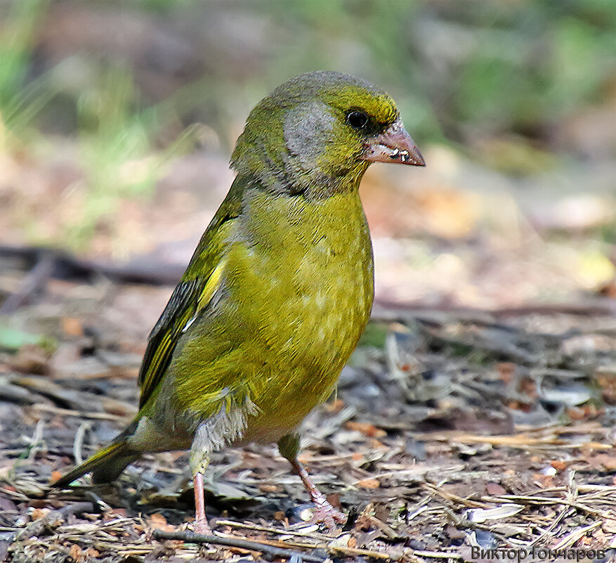 Зеленушка - Laryan1 Зеленушка - Laryan1