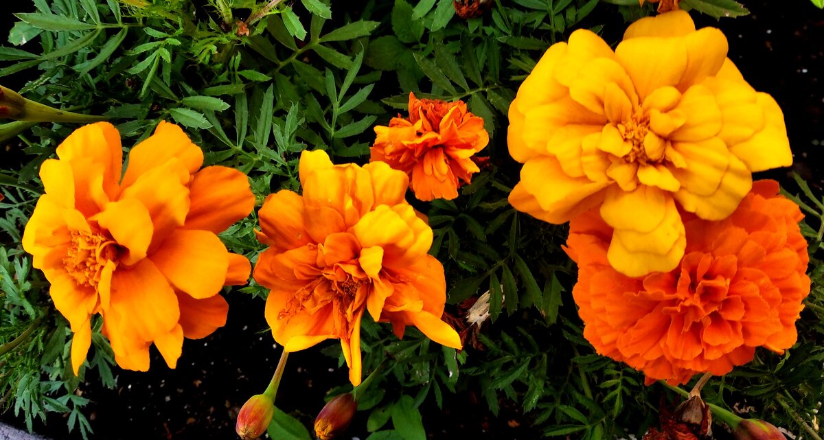 Летние - Елена Семигина Летние - Елена Семигина