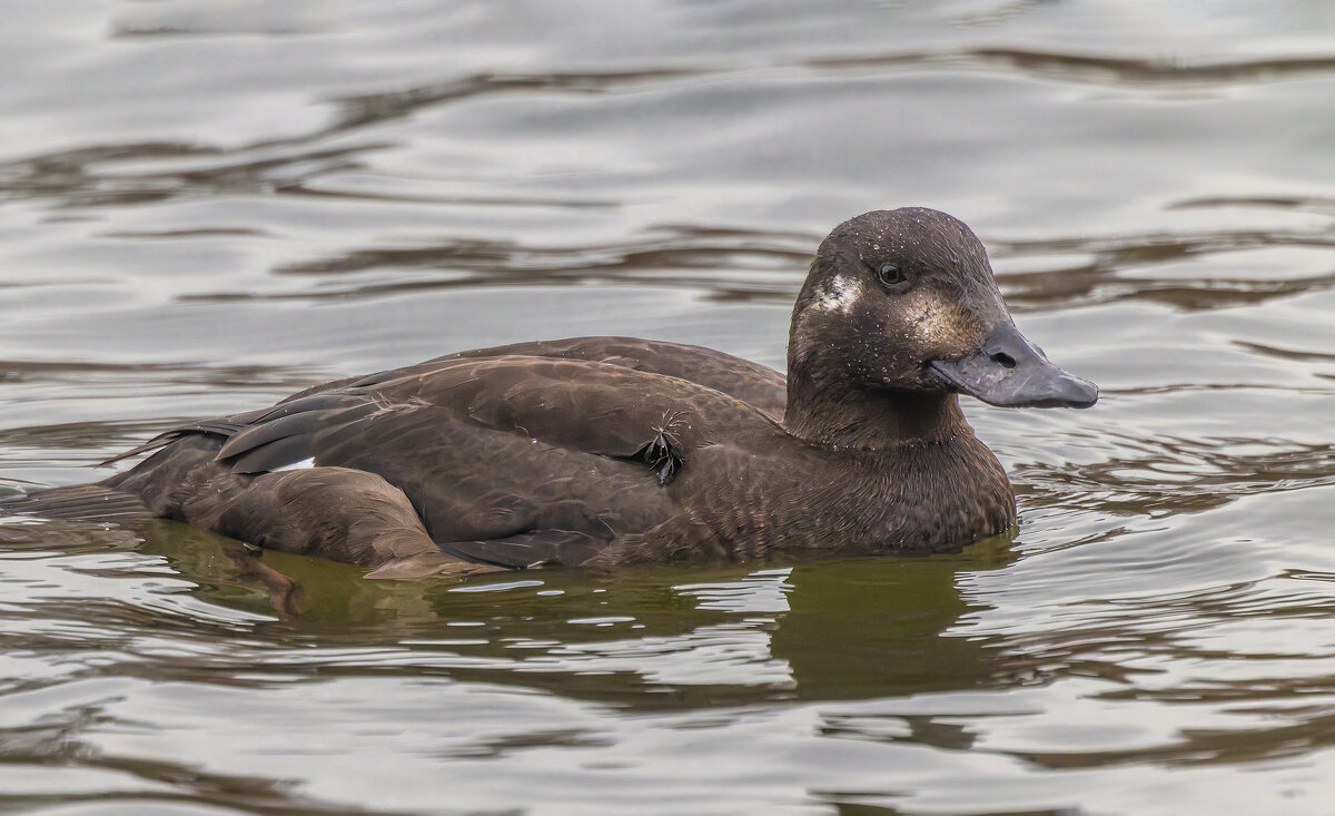 турпан. - юрий макаров