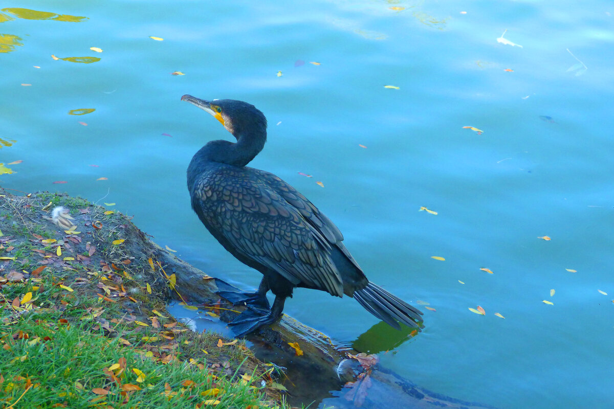 Чёрный баклан - Валентин Семчишин Чёрный баклан - Валентин Семчишин
