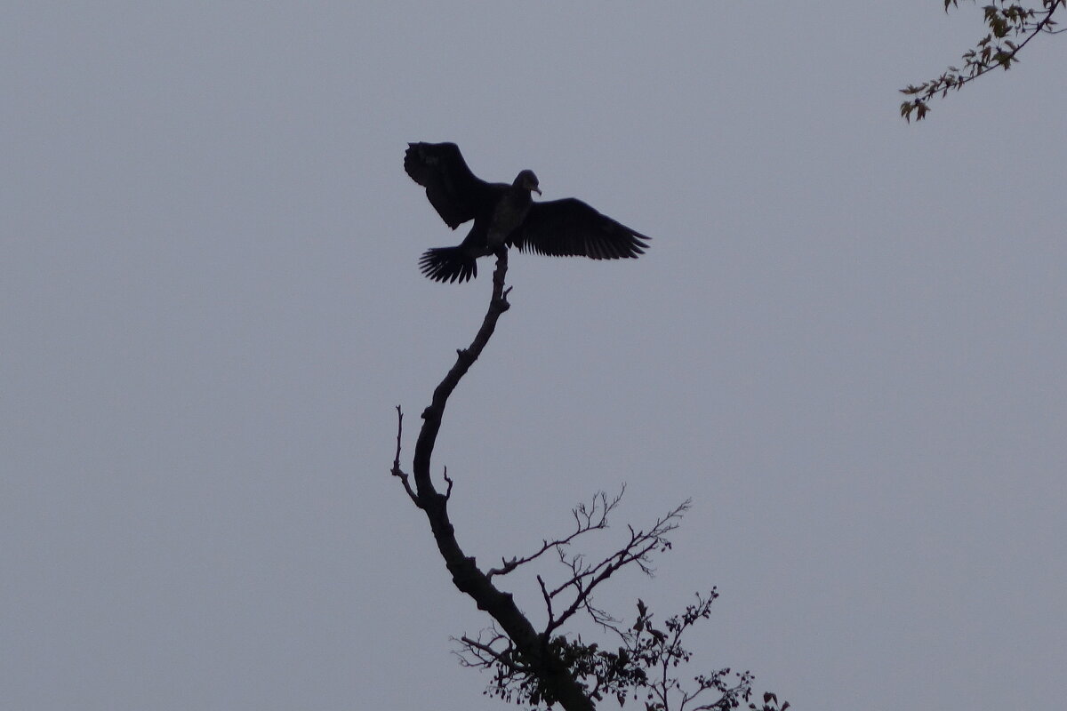 Магия монохрома - Рита Симонова