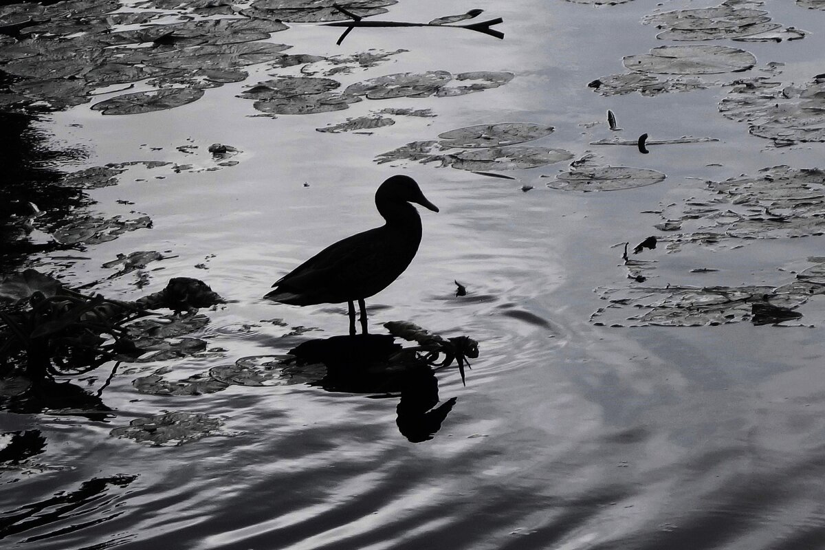 Магия монохрома - Рита Симонова Магия монохрома - Рита Симонова