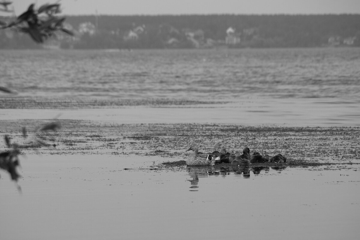 *** - Сергей Сергеев