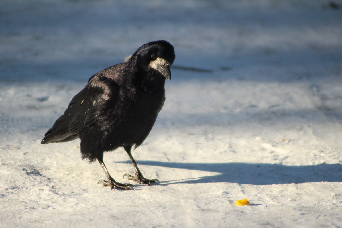 Грач. - Александр Грач. - Александр