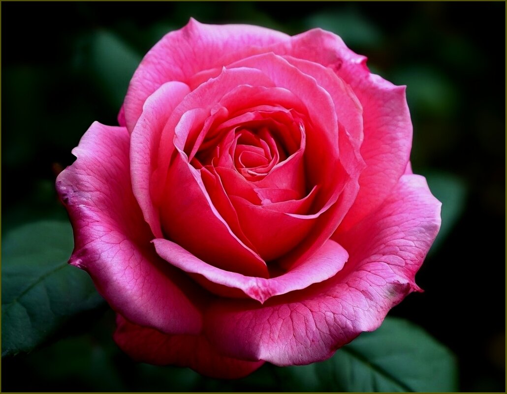 Роза - Валентина Надсон